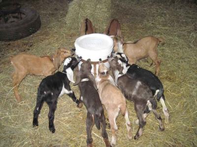 diese Ziegen aus einem Eimer trinken